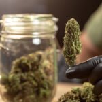 Discover Premium Cannabis Experiences in Westchester County