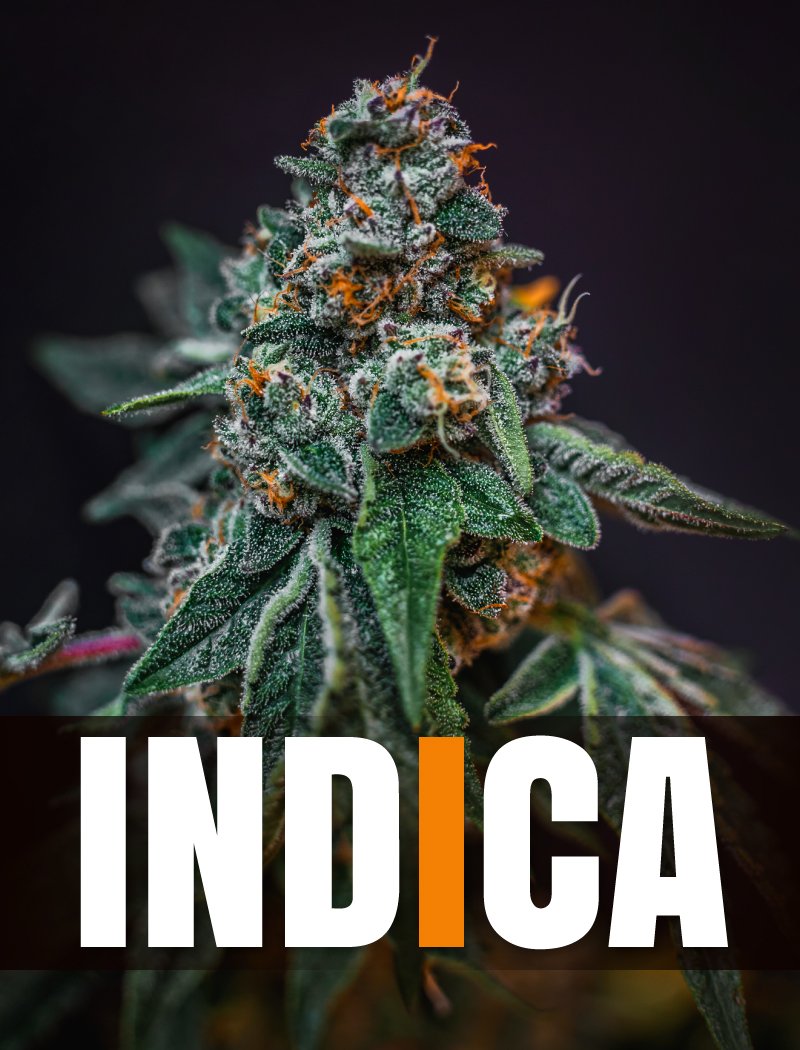 Section-Images-INDICA